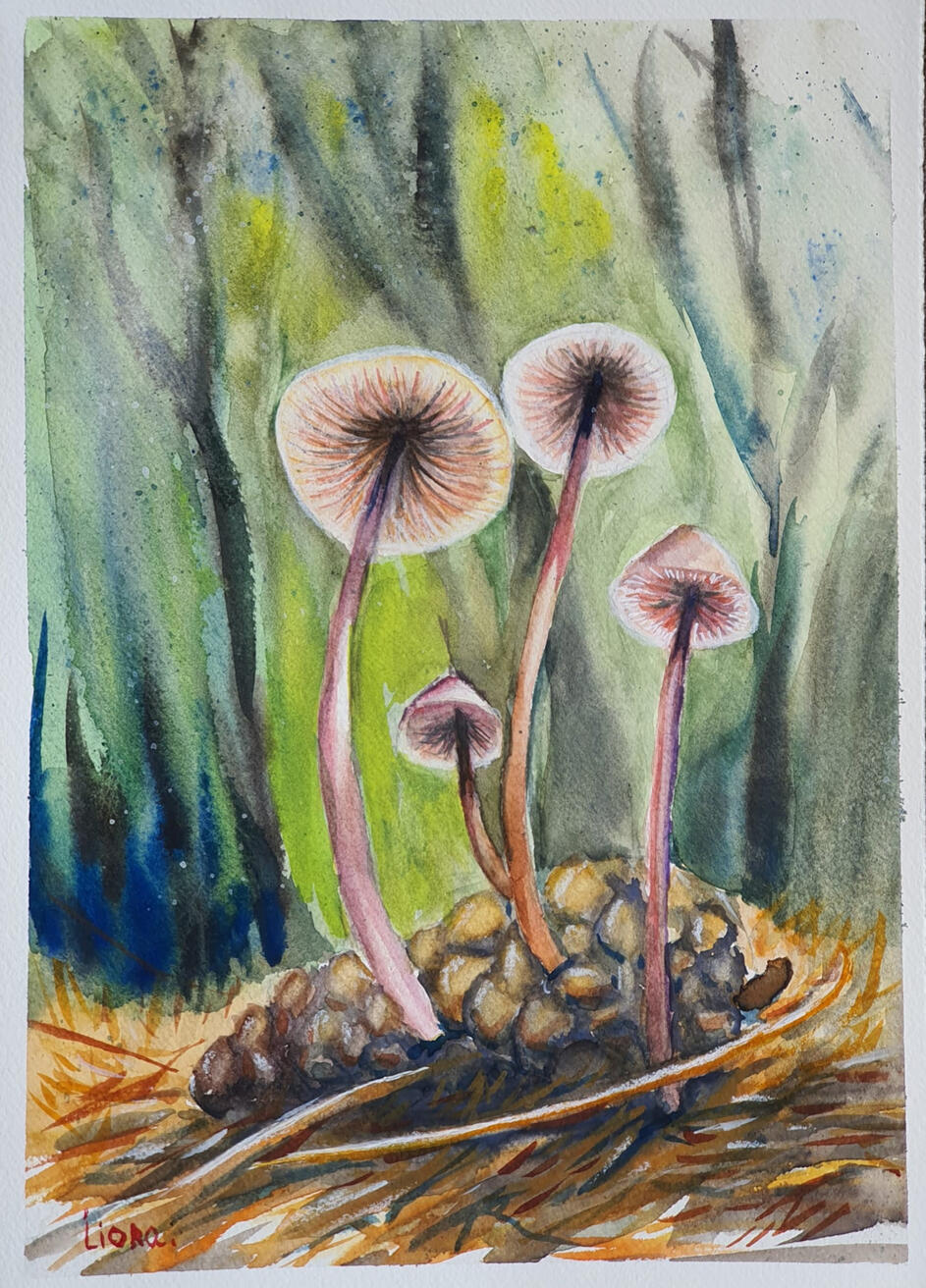 ליאורה ויסמן